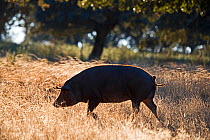 Black Iberian Pig in Dehesa woodland feeding on acorns, Extremadura, Spain. December