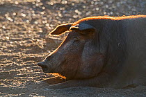 Black Iberian pig resting in Dehesa woodland where they feed on acorns, Extremadura, Spain. December