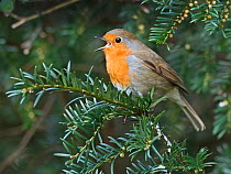 Robin (Erithacus rubecula) in song perched in Yew tree in churchyard, Suffolk, England, UK. February