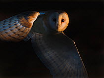 Barn owl(Tyto alba) flying, North Norfolk, England, UK. february