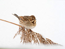 Reed bunting (Emberiza schoeniclus) feeding in snow covered reedbed North Norfolk, England, UK. February
