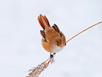 Bearded tit (Panurus biarmicus) female feeding on reed seeds in reed bed, North Norfolk, England, UK. in snow February