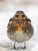 Fieldfare (Turdus pilaris) in garden in freezing weather with snow on the ground Norfolk, England, UK. february