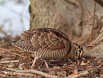Eurasian woodcock (Scolopax rusticola) North Norfolk, England, UK. February