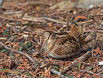 Eurasian woodcock (Scolopax rusticola) camouflaged on the forest floor, North Norfolk, England, UK. February