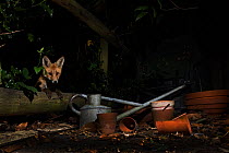 Red fox (Vulpes vulpes) in urban garden Tunbridge Wells, Kent, England, UK. February.