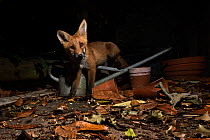 Red fox (Vulpes vulpes) in urban garden Tunbridge Wells, Kent, England, UK. March.