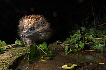 European hedgehog (Erinaceus europaeus) coming to drink at bird bath in garden at night, Holt Norfolk, England, UK. April.