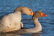 Greylag geese (Anser anser) mating, Cley, Norfolk, England, UK. April.