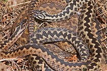 Adder (Vipera berus) three coiled together basking in early spring sunshine on heath North Norfolk, England, UK. April.
