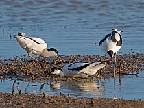 Pied avocet (Recurvirostra avosetta) territorial dispute between pairs on island used for nesting North Norfolk, England, UK. May