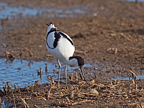 Pied avocet (Recurvirostra avosetta) caring for first egg laid of a clutch of four, North Norfolk, England, UK. May