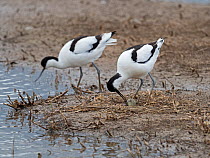 Pied avocet (Recurvirostra avosetta) with first egg laid of a clutch of four, North Norfolk, England, UK. May