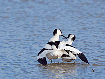 Pied avocet (Recurvirostra avosetta) courtship ritual immediately after copulation, North Norfolk, England, UK. May