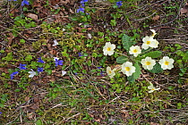 Primroses (Primula vulgaris) and Violet (Viola odorata) growing along banks of mountain stream Caithness, Scotland, UK, May.