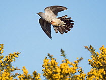 Common cuckoo (Cuculus canorus) male in flight, Peak District, England, UK. May.