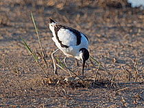 Pied Avocet (Recurvirostra avosetta) adult with clutch of four eggs North Norfolk, England, UK. May