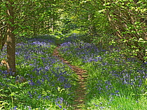 Woodland path bordered by flowering Bluebells (Hyacinthoides non-scripta) Thursford Norfolk Willife Trust Reserve near Fakenham, Norfolk, England, UK