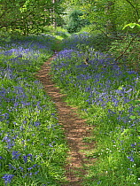 Woodland path bordered by flowering Bluebells (Hyacinthoides non-scripta) Thursford Norfolk Willife Trust Reserve near Fakenham, Norfolk, England, UK
