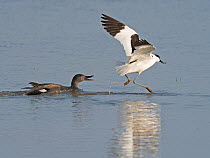 Pied avocet (Recurvirostra avosetta) adult leading away a Gadwall (Anas strepera) from its nest North Norfolk, England, UK. May