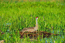 Sandhill crane (Grus canadensis) incubating egg on nest Viera Wetlands, Florida, USA. March.