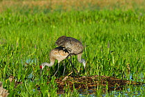 Sandhill crane (Grus canadensis) pair changing over brooding the nest Viera Wetlands, Florida, USA. March.