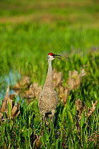 Sandhill crane (Grus canadensis) calling Viera Wetlands, Florida, USA. March.