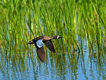 Blue-winged teal (Anas discors) male, Viera Wetlands, Florida, USA. March.