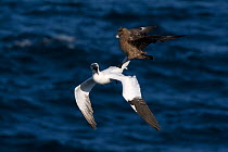 Great skua (Stercorarius skua) attacking Gannet (Morus bassanus) on route back to its colony, to make it disgorge fish, behaviour known as Kleptoparasitism (parasitism by theft) Hermaness, Unst, Shetl...