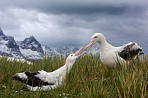 Wandering albatross (Diomeda exulans) pair in courtship, Trollheim, South Georgia, January.