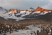Dawn at King penguin (Aptenodytes patagonicus) rookery, St Andrews Bay, South Georgia