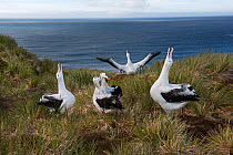 Wandering albatross (Diomeda exulans) displaying on Albatross Island, Bay of Isles, South Georgia.