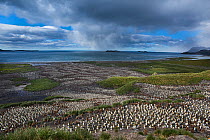 Looking down on the vast King Penguin (Aptenodytes patagonicus) colony at Salisbury Plain, South Georgia.