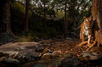 Bengal tiger (Panthera tigris tigris) in forest clearing. Camera trap image. Pench National Park, Madhya Pradesh, India. January 2018.