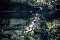 Dipper (Cinclus cinclus) diving in torrent feeding, Alps, Bavaria, Germany. March