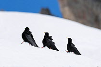 Alpine chough (Pyrrhocorax graculus) group of three in snow, Karwendel, Alps, Upper Bavaria, Germany. April