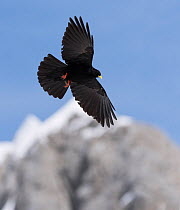 Alpine chough (Pyrrhocorax graculus) flying over mountain top, Karwendel, Alps, Upper Bavaria, Germany. April