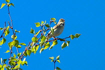 Willow warbler (Phylloscopus trochilus) singing, Bavaria, Germany. April