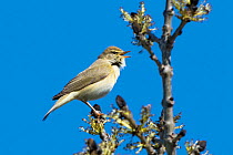 Willow warbler (Phylloscopus trochilus) singing, Bavaria, Germany. April