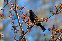 Blackbird (Turdus merula) male in spring singing, Bavaria, Germany. April