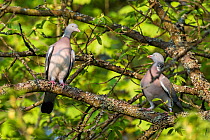 Wood pigeons (Columba palumbus) pair, Germany. April