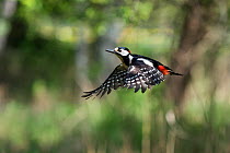 Great spotted woodpecker (Dendrocopos major) male in flight, Bavaria, Germany. April