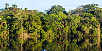 Rainforest at Sandoval Lake, Tambopata National Reserve, Peru.