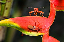 Bugs on Heliconia flower, Coreidae, Rainforest at Tambopata river, Tambopata National Reserve, Peru.