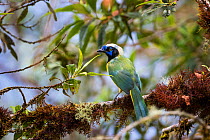 Green jay (Cyanocorax yncas) in cloudforest, North-Ecuador.