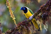 Green jay (Cyanocorax yncas) rainforest, cloudforest, North-Ecuador.