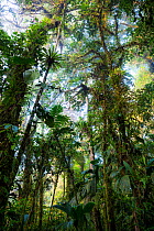 Tropical rainforest, northern Ecuador.