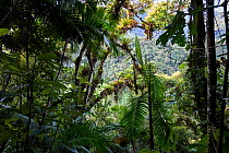 Tropical rainforest at the western slopes of the Ecuadorian Andes, northern Ecuador.