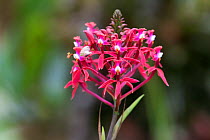 Red orchid in tropical rainforest, northern Ecuador.