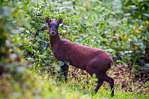 Red brocket deer (Mazama americana) tropical rainforest, northern Ecuador.